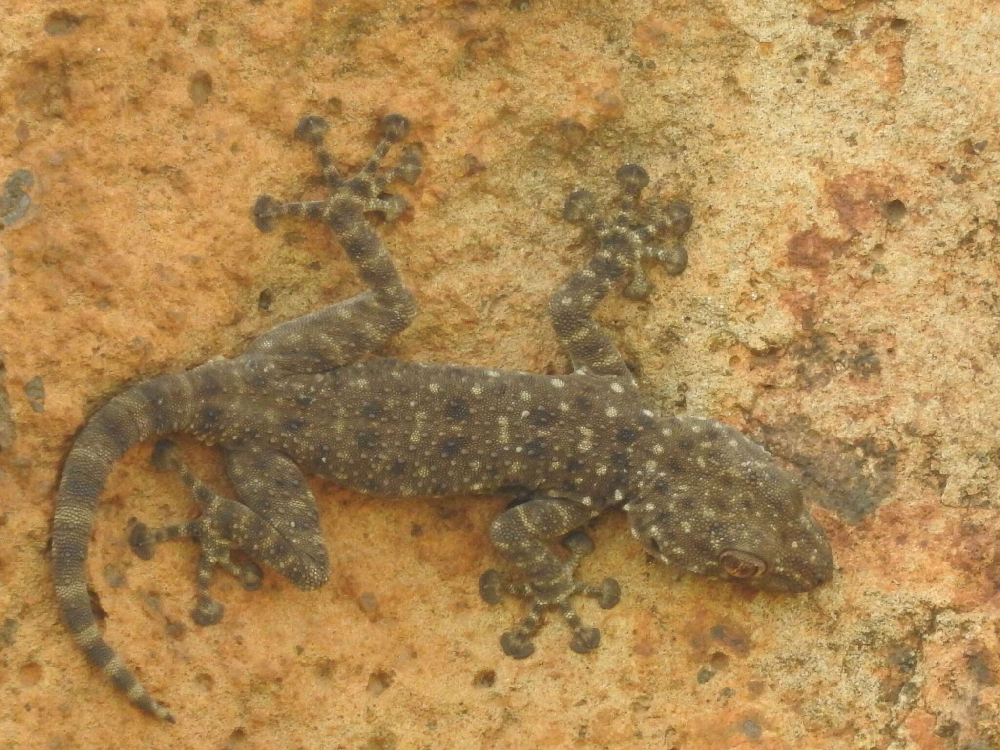 Image of Israeli Fan-fingered Gecko