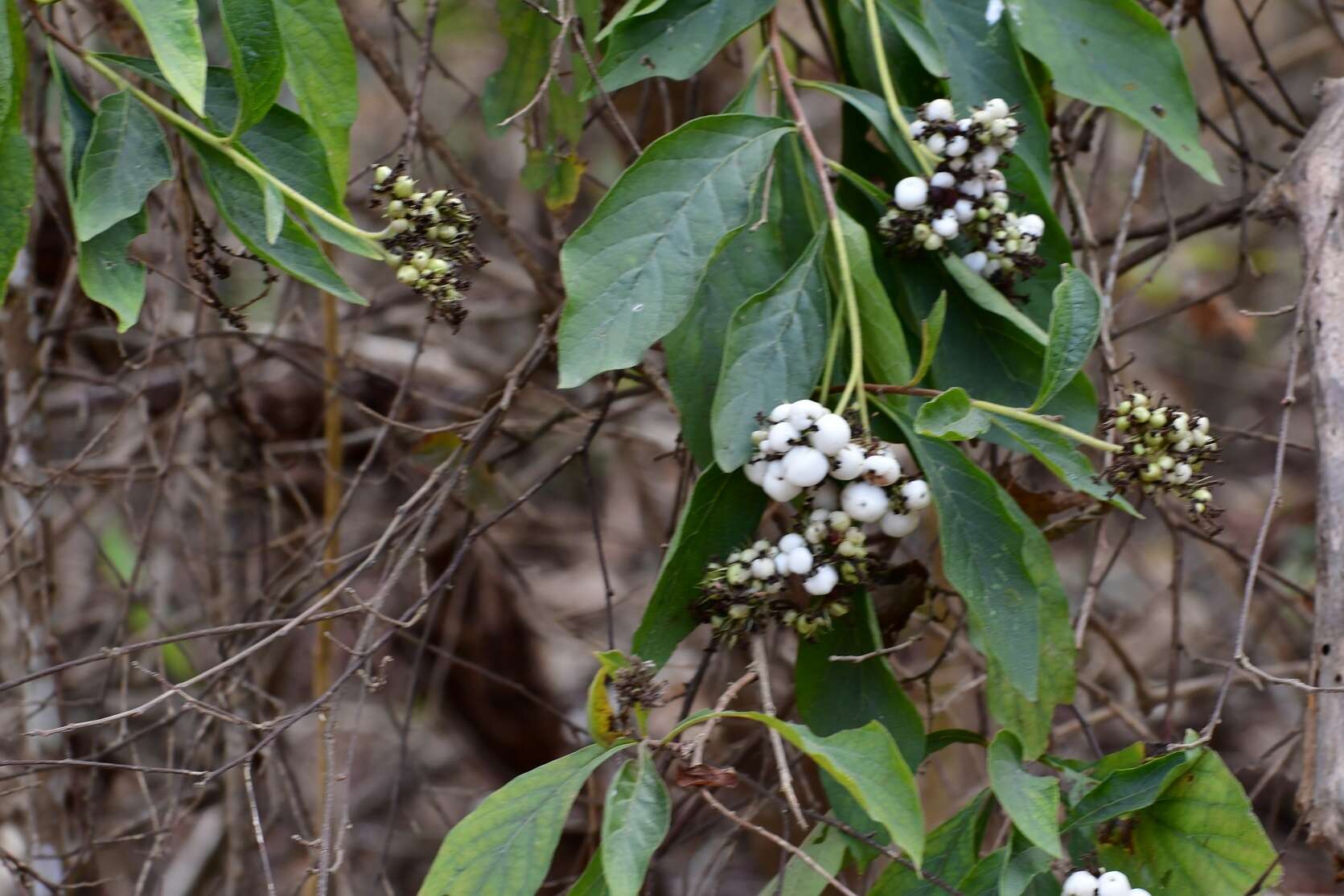 Imagem de Tournefortia calycina Benth.