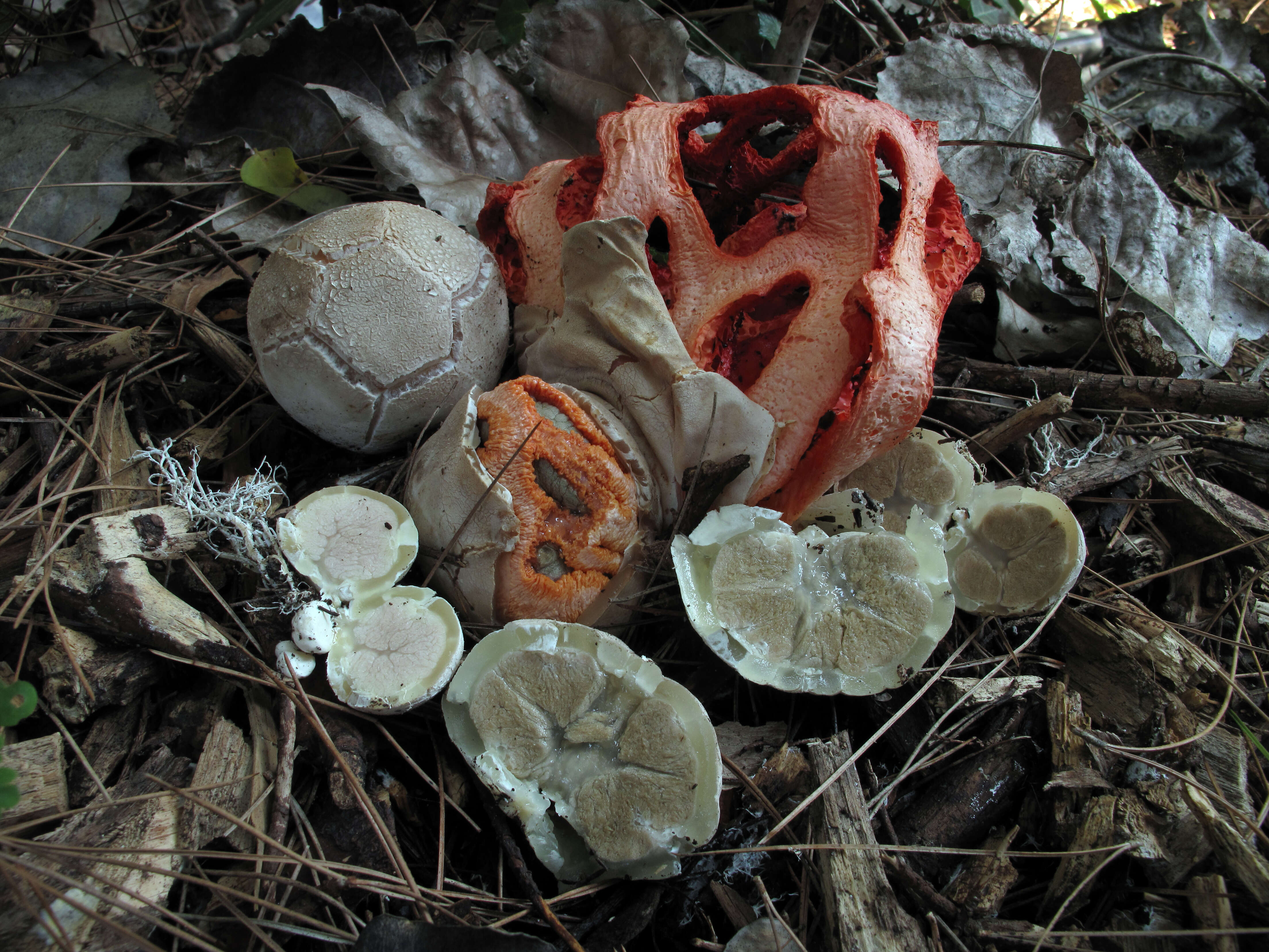 Image of Clathrus ruber P. Micheli ex Pers. 1801