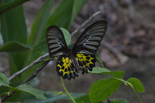 Image of Golden Birdwing Butterfly