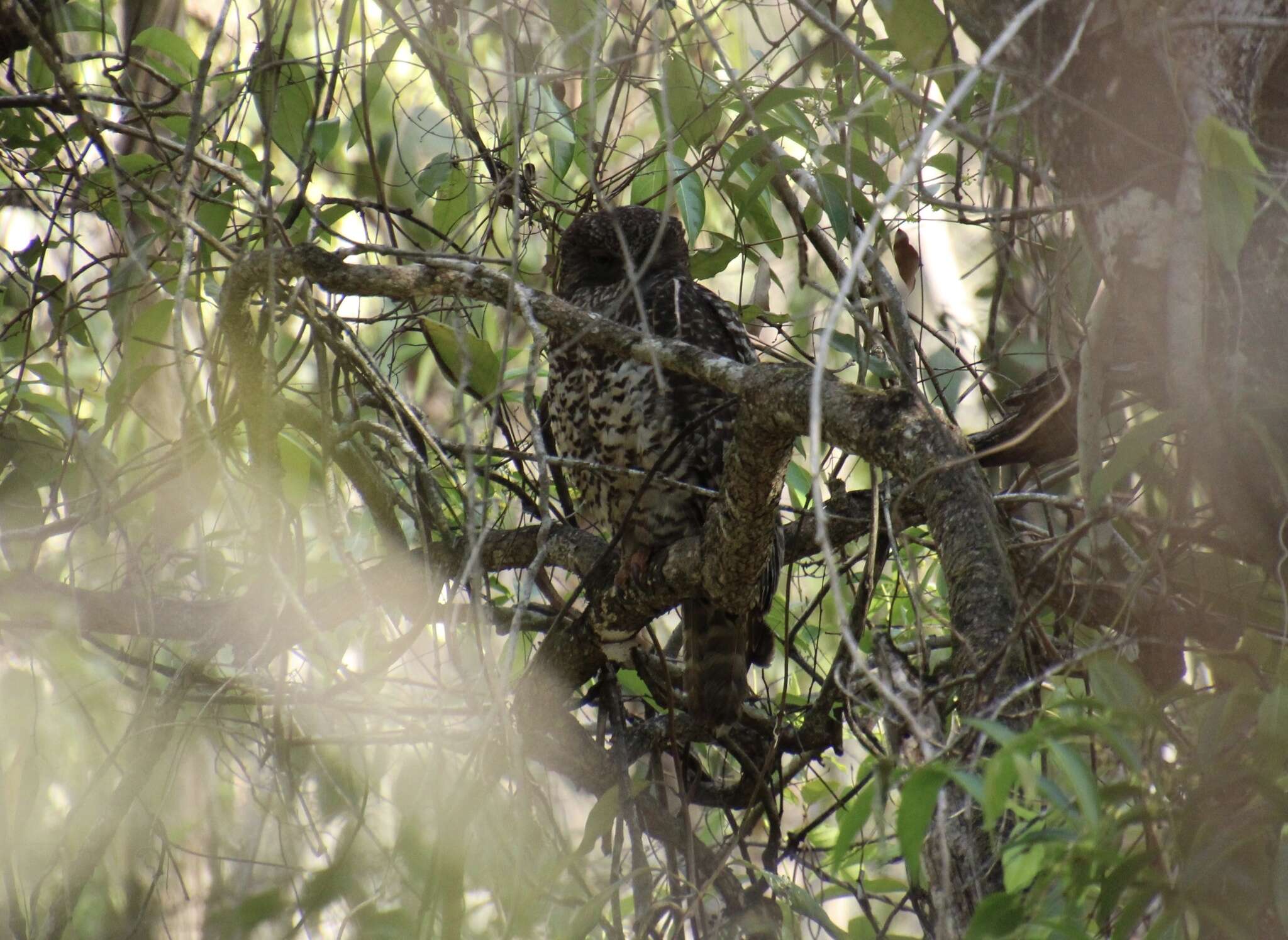 صورة Ninox strenua (Gould 1838)