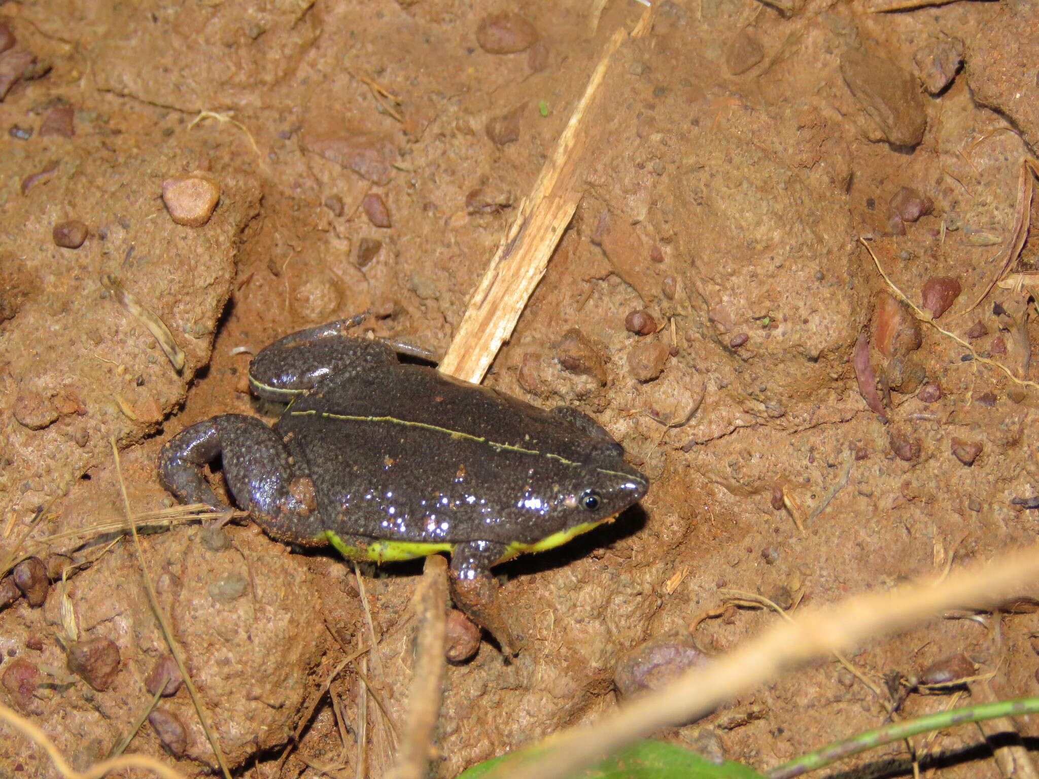 Image of Elachistocleis helianneae Caramaschi 2010