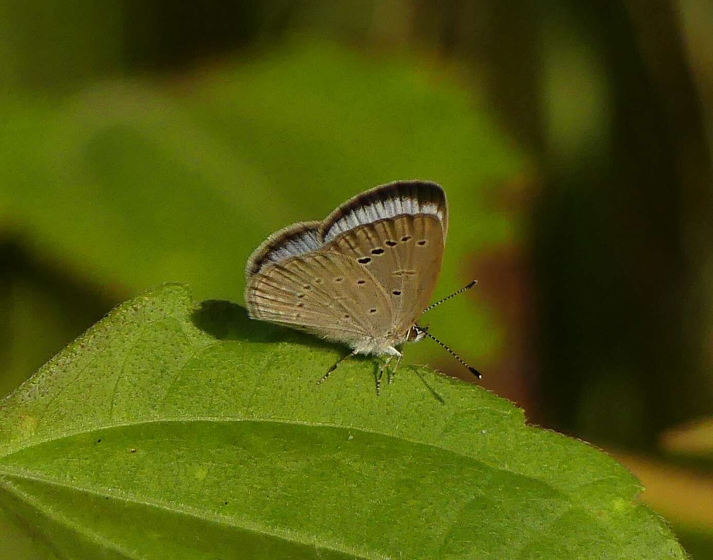 Image of Pseudozizeeria maha ossa (Swinhoe 1885)