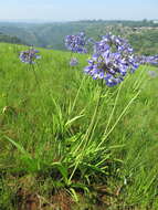 Image of Agapanthus campanulatus subsp. campanulatus