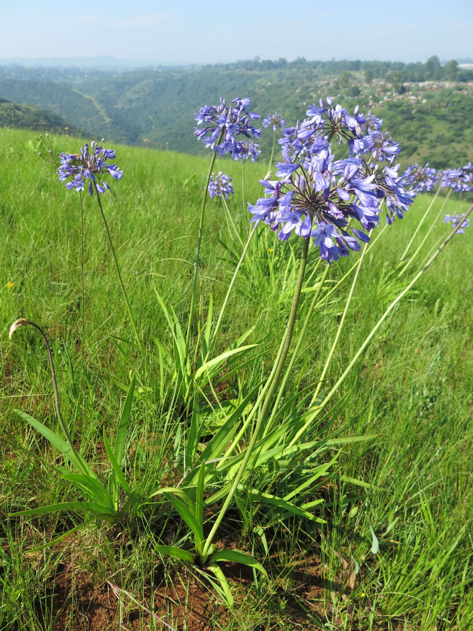 Image of Agapanthus campanulatus subsp. campanulatus