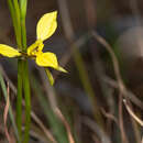 Diuris abbreviata F. Muell. ex Benth.的圖片