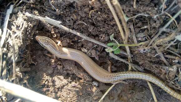 Image of Ocellated Bronze Skink