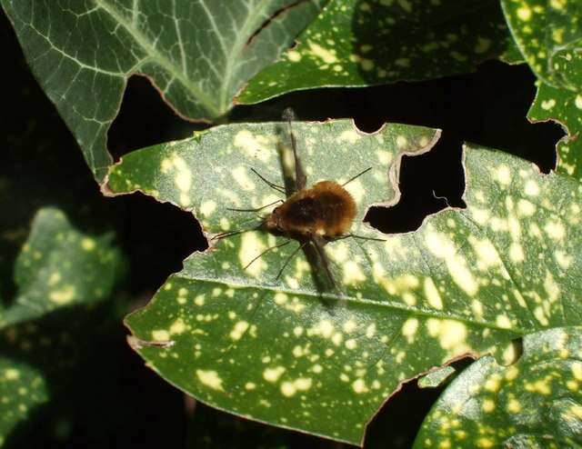 Image of Large bee-fly