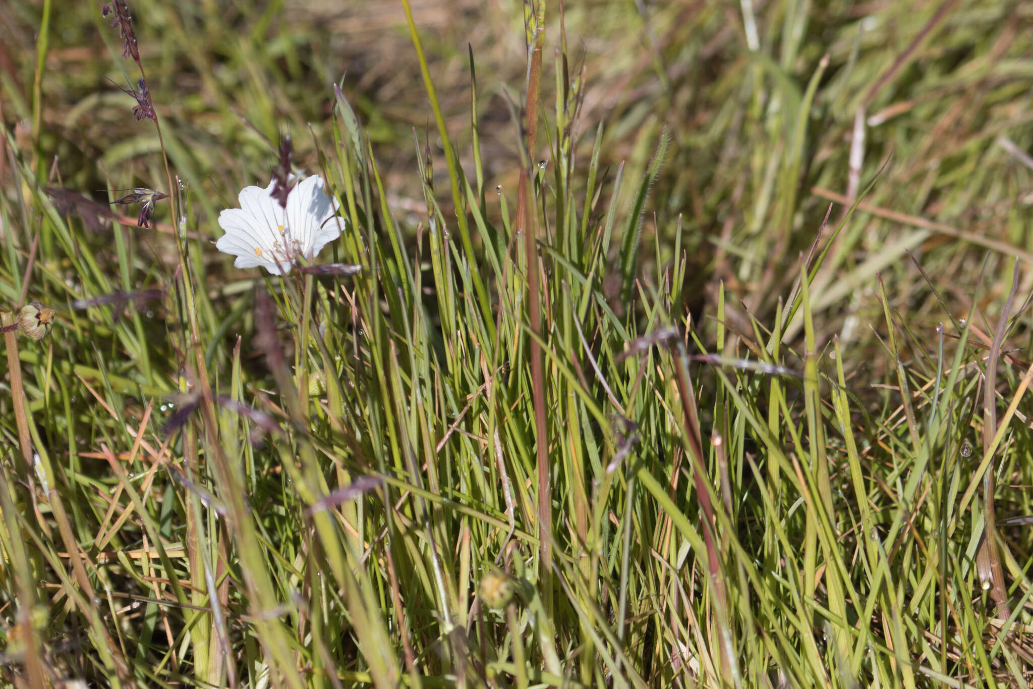 Image of Douglas' meadowfoam