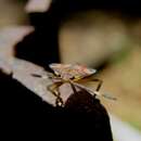 Image of Lyramorpha (Lyramorpha) rosea Westwood 1837