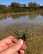 Plancia ëd Eleocharis geniculata (L.) Roem. & Schult.