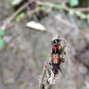 Image of Anathymus tricolor Heller 1931