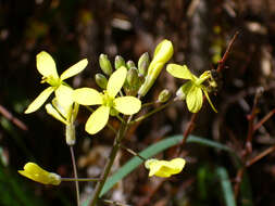 Image of Asian mustard