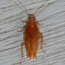 Image of Small Yellow Texas Cockroach