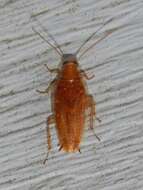 Image of Small Yellow Texas Cockroach