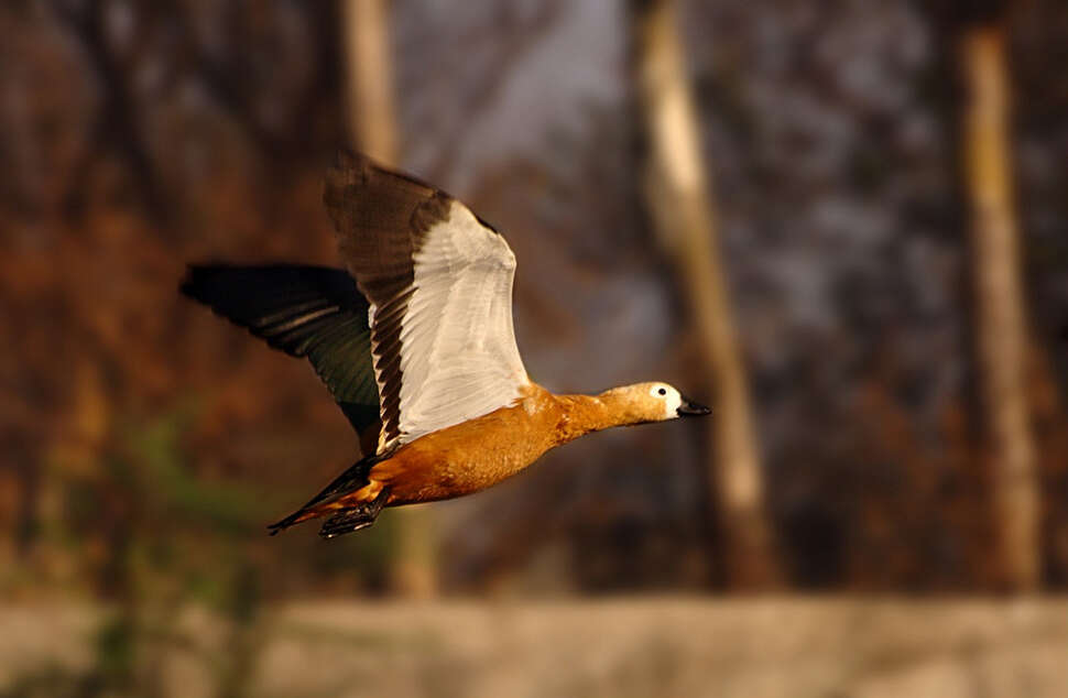 Image of Ruddy Shelduck