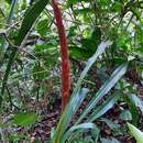 Image of Pitcairnia imbricata (Brongn.) Regel