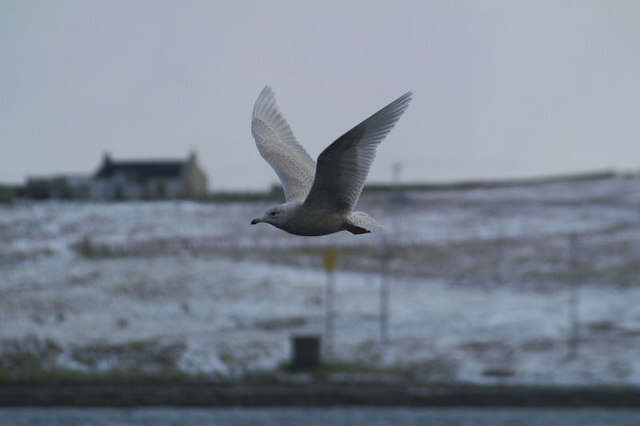 Image of Iceland Gull