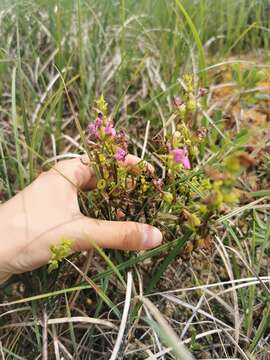 Image of Pedicularis adunca Bieb. ex Stev.