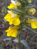 Image of Yellow Glandweed