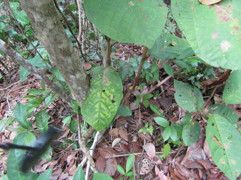 Image of Coccoloba mollis Casar.