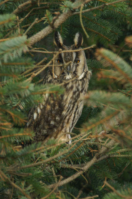 Image of Long-eared Owl