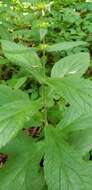 Image of Stachys iltisii J. B. Nelson