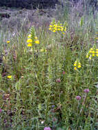 Image of Yellow Glandweed