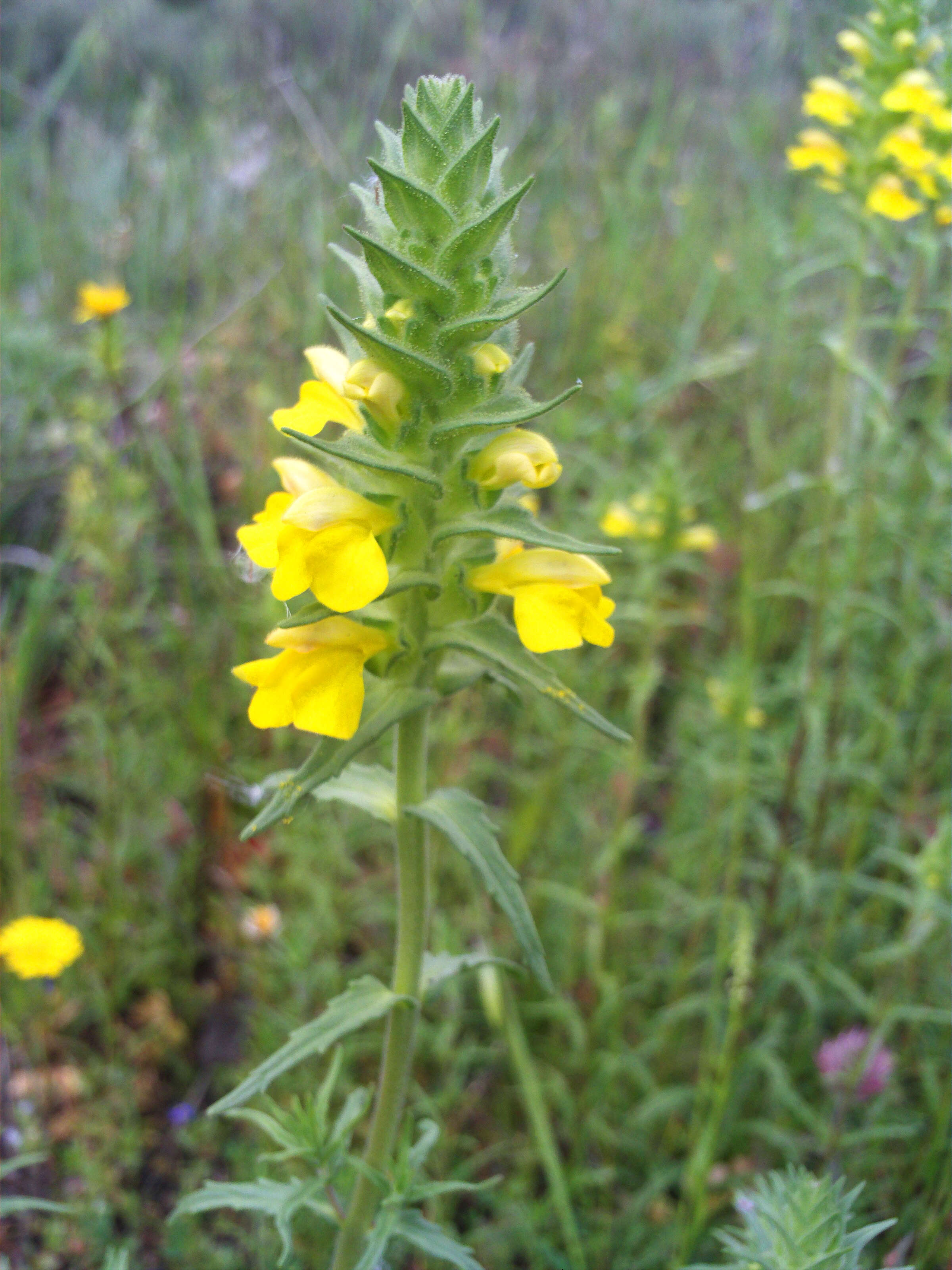 Image of Yellow Glandweed