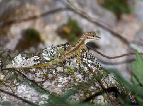 Image of Cave Anole