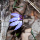 Image of Eastern tiny blue china orchid