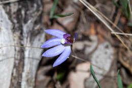 Image of Eastern tiny blue china orchid