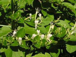 Image of Japanese honeysuckle