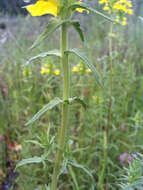 Image of Yellow Glandweed