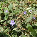 Image of Ruellia paniculata L.