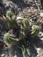 Image of Echinocereus parkeri subsp. parkeri