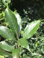 Image of Lithocarpus corneus (Lour.) Rehder