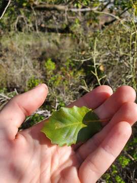 Imagem de Quercus infectoria G. Olivier