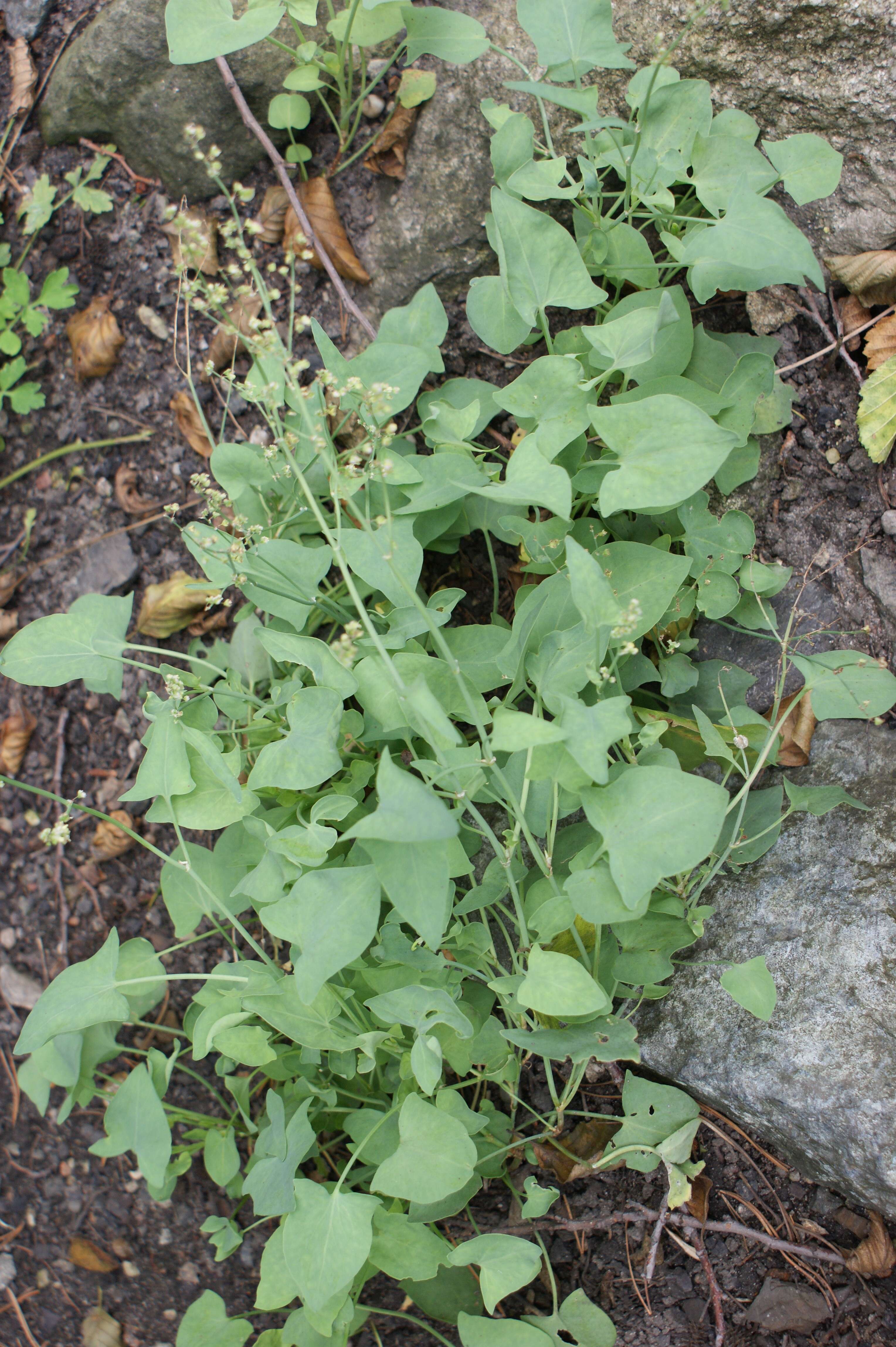 Rumex scutatus L. resmi