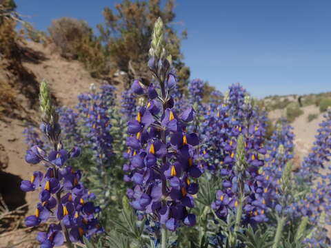 Image of Lupinus oreophilus Phil.