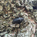 Image of Cedar Beetle