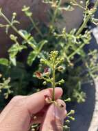 Image of desert figwort