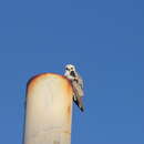 Image of Black-shouldered Kite