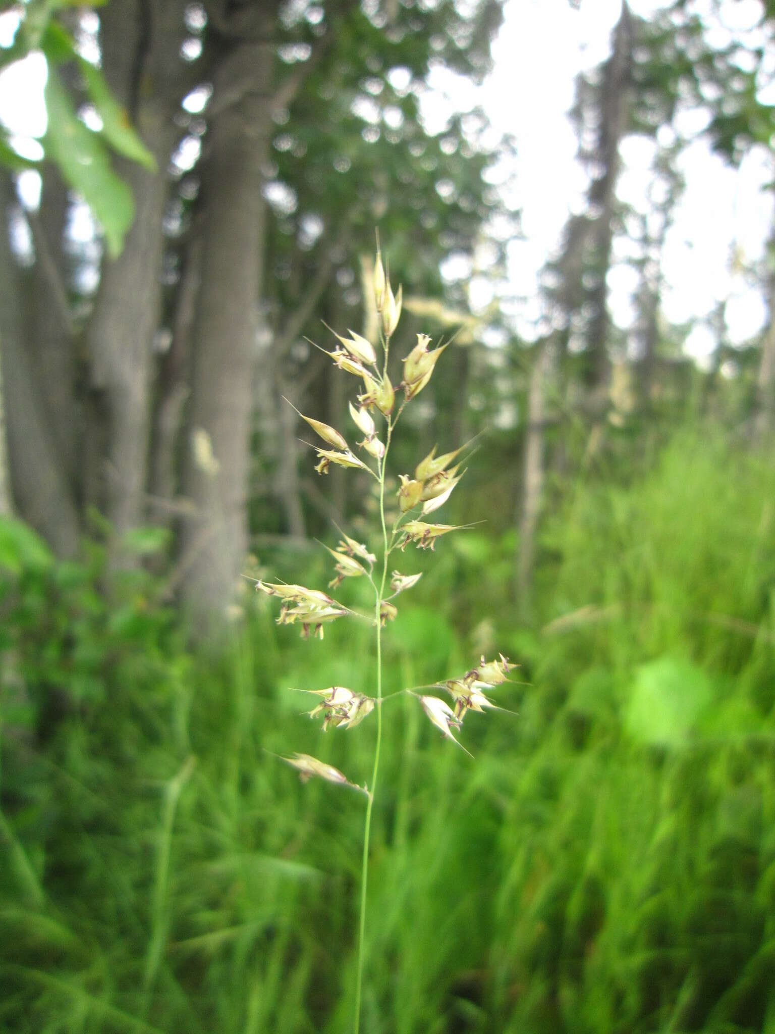 Image of Creeping Soft Grass