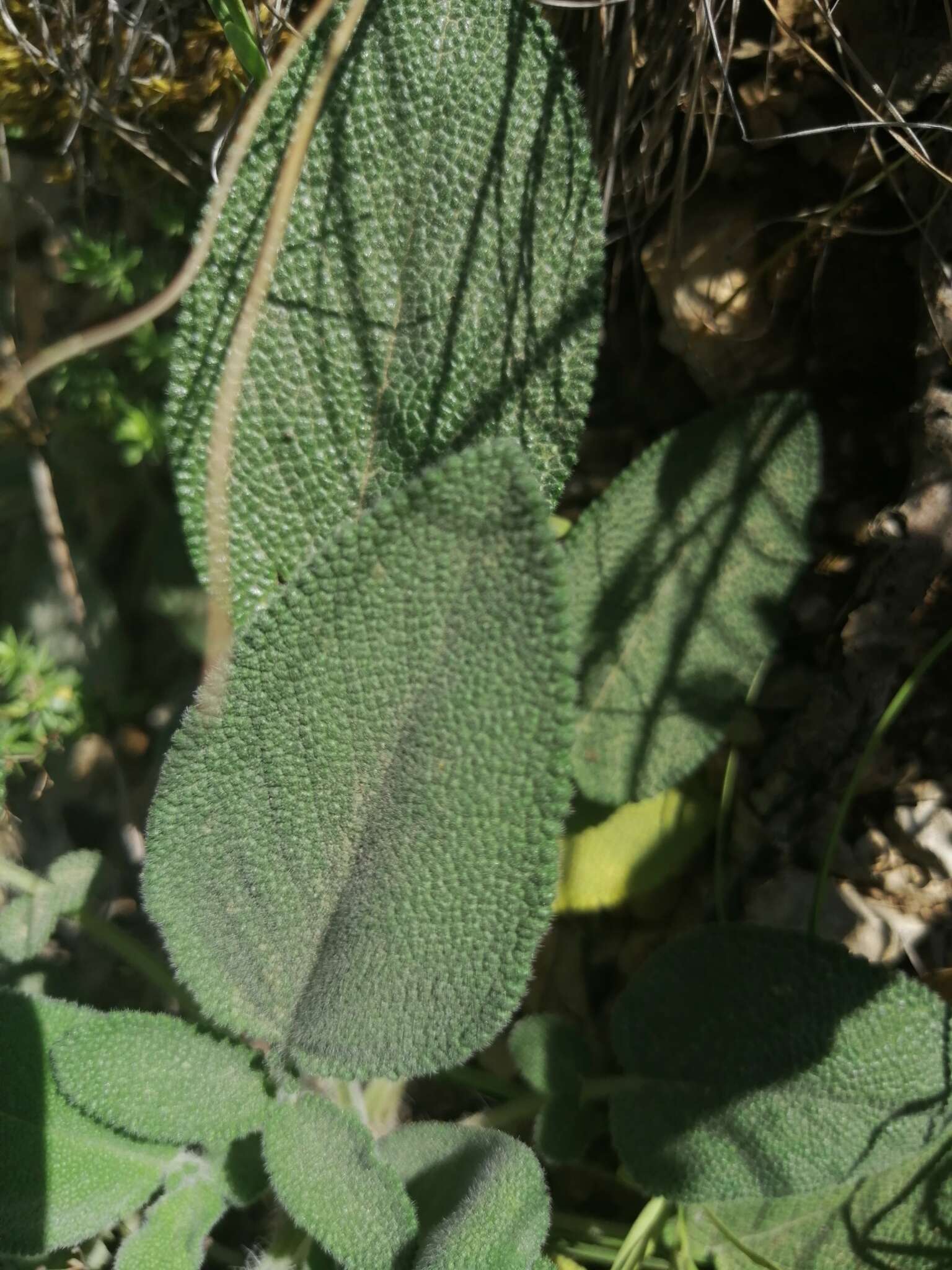 Image of Salvia ringens Sm.