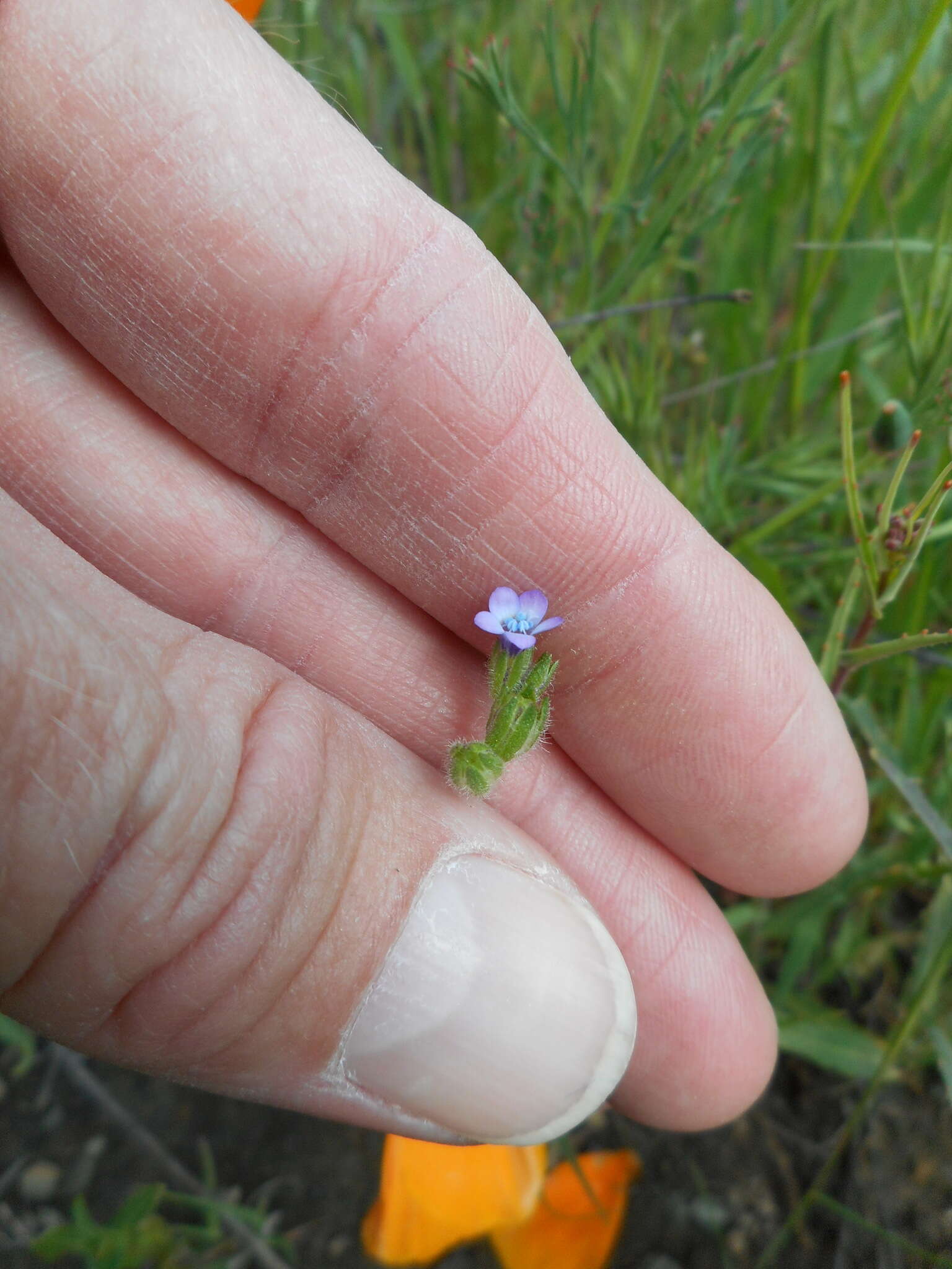 Image of purplespot gilia