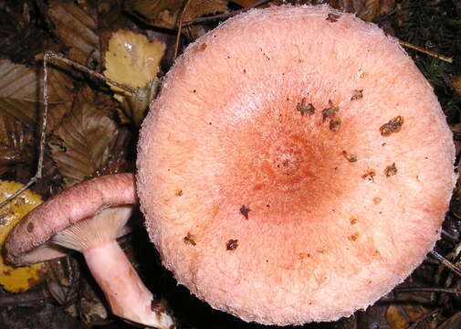 Image of Woolly Milkcap