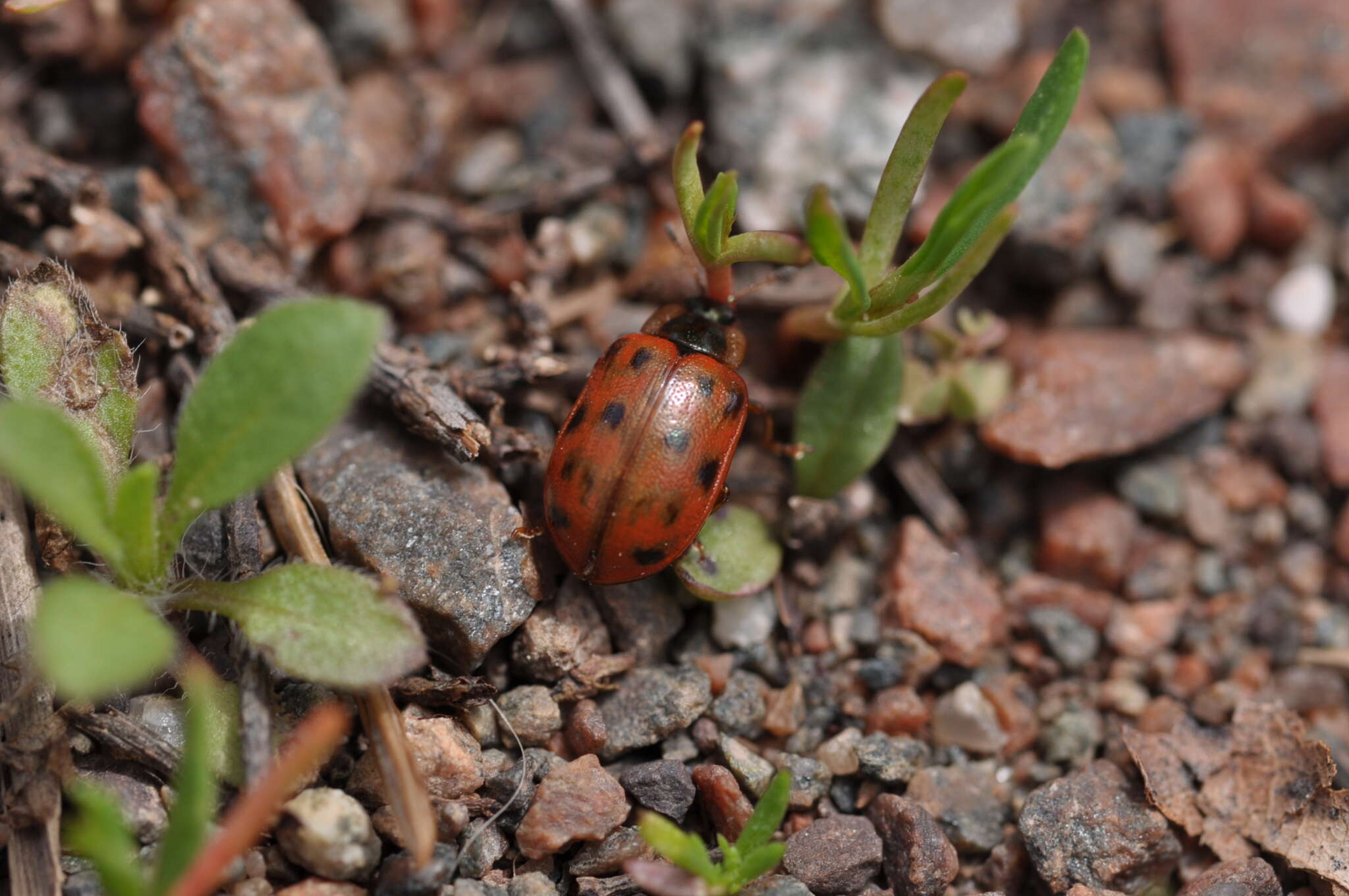 Imagem de Chrysomela (Macrolina) mainensis J. Bechyné 1954