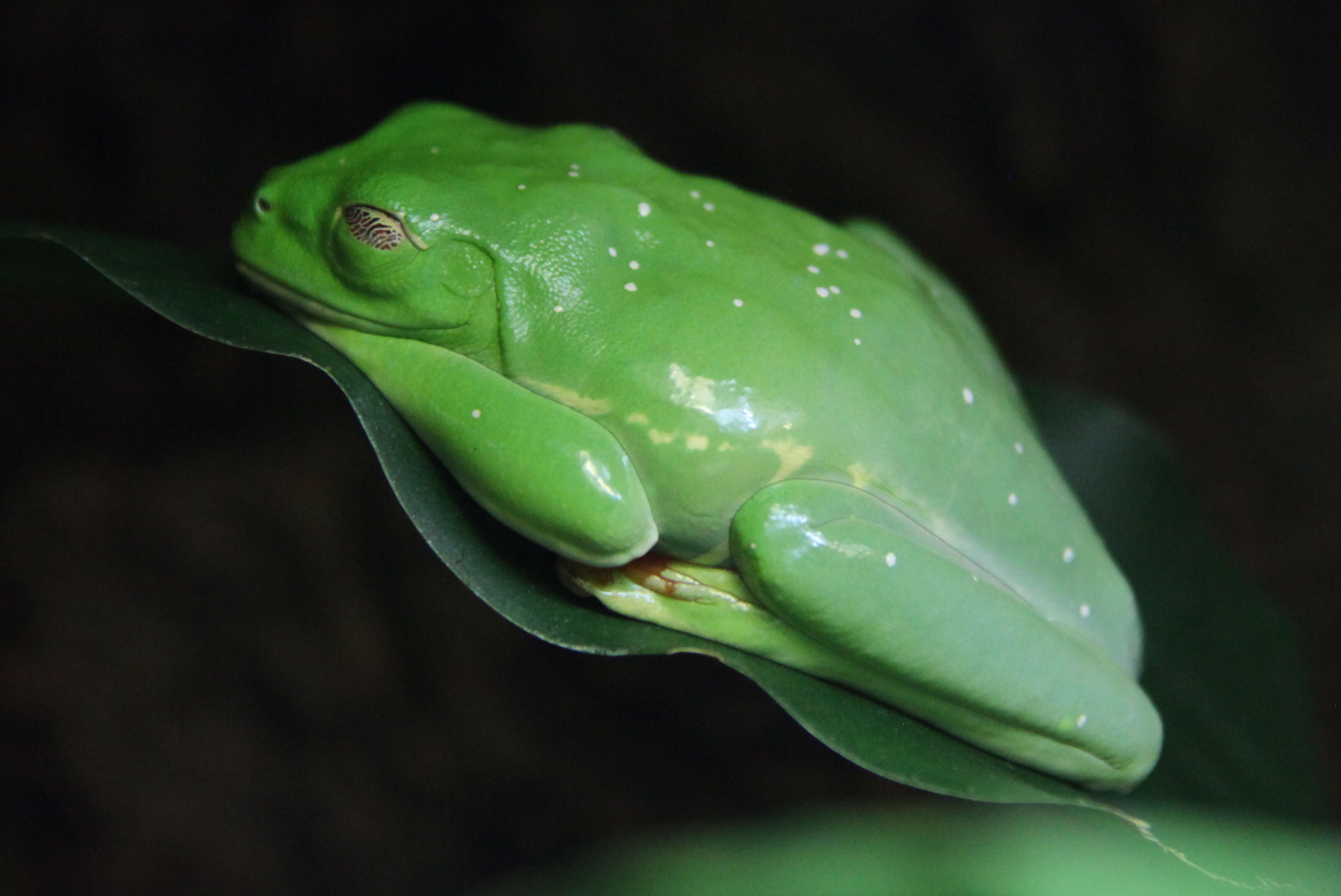 Imagem de Agalychnis callidryas (Cope 1862)