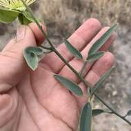 Image of Maerua juncea Pax
